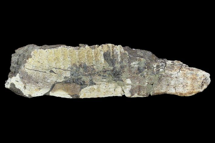 Edmontosaurus Jaw Section - Montana #100848